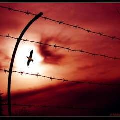 Basetta - Run to the liberty