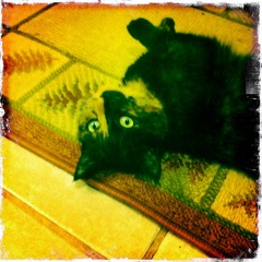 So Gone (Best Coast Cover)