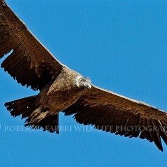 I'm Flying Wit Da Birds