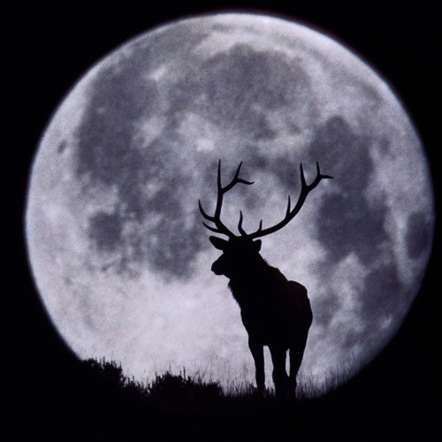 LoFi Collective VS Notorious B.I.G. - Sky Observations