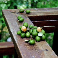 July 2011 Summer Dutch House/Dance Mix