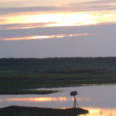 CLEY MARSHES, coastal birds at dawn.