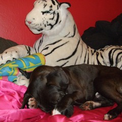 09 SF clowns acid jam