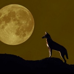 Desert Night by STUKA