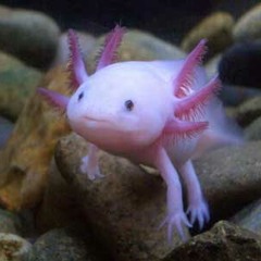 Stringsters (Supremacy and TKD)