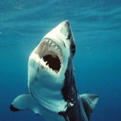 Silent Sharks - Mirmillo