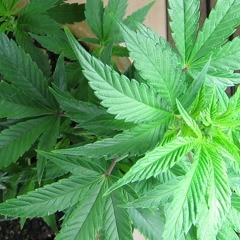 SP1200 ∞ West and East coast Old School (Mutator Remix)