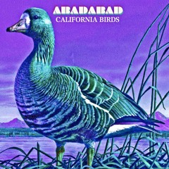 California Birds