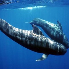 The Pulsarix - Balenopteras Dream