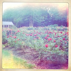 valentine grove
