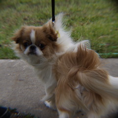 Lil piece of heaven, Kartoon