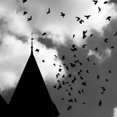 The Bird