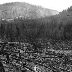 Table of Contents (Forestry Lessons One)