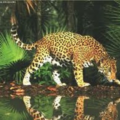 I Was Sacrificed to a Jaguar Spirit