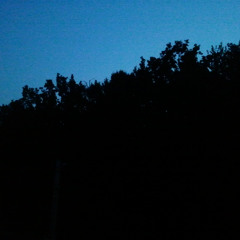 Birds singing @Zamfiresti forest