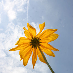 Aniron' (I Desire)-Enya Cover