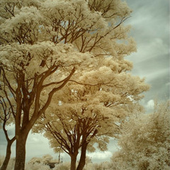 Spring time in Rhodope mountains