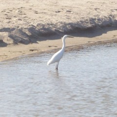 lextro - electrorg@nica - junkie boombox mix