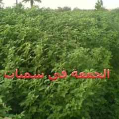 الجمعة فى شمبات