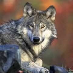 09 Timber wolf solo howls