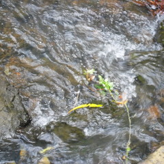 Mangatangi for orchestra (2005)