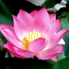 (2)SHAYAMALO SHOBHANO..Shuvayan Mukho..& Smt.Shuvra Ghatak