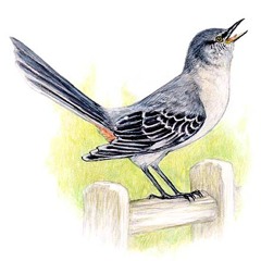 Mockingbird (Instrumental)