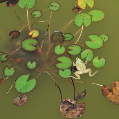Spartacus amphe*frogs mix