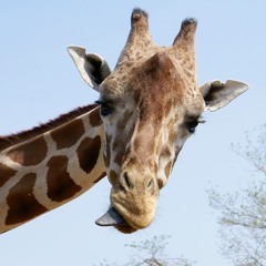 The Giraffe Flies at Midnight.