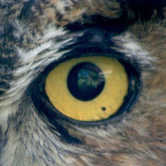owl howl (original version 2007)
