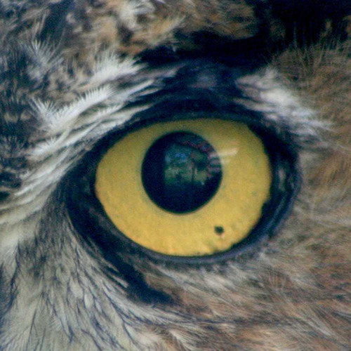owl howl (original version 2007)