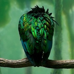 M0nK3y's M1ND meditation ft. Timm1t (N-wad'spiration mix)