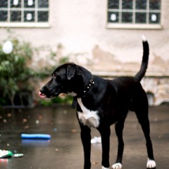 Langsamer Schnalzer - DJ-Set