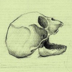 Specii - oscilay