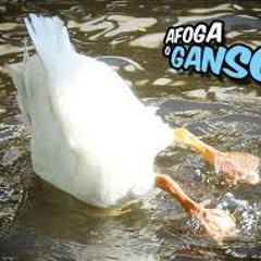 Afoga o Ganso - Ricardo Amado