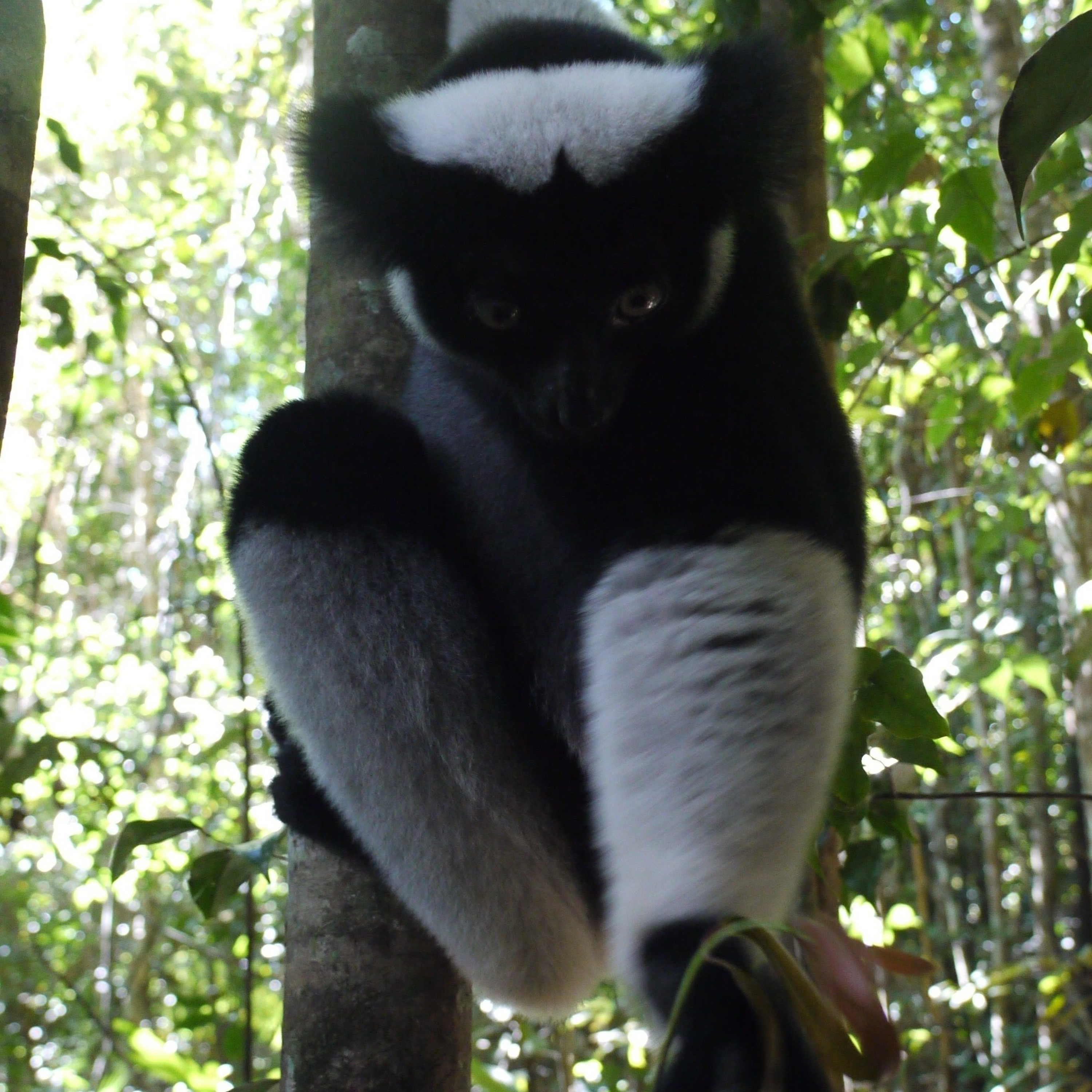 Lemur munching episode artwork