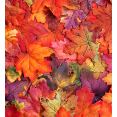 امیر حسین سام - زرد و سرخ و ارغوانی