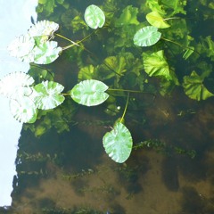 First quick hydrophone test (Jez Riley's hydrophones)