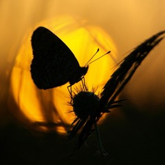 Bosques de mi Mente -Υ de Repente