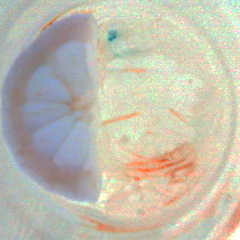 St. Pixie - Yellow Flower pie (Follow you in dream)