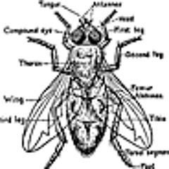 The Summer of Flies Mix