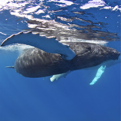 Humpback Whales Singing on the Silver Bank, D.R., March 1, 2011