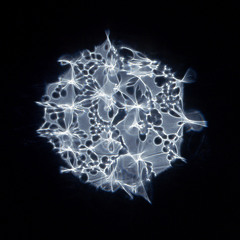 Experimental Virus!