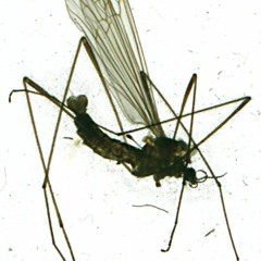 The Sparrows and the Nightingales (Wolfsheim cover)