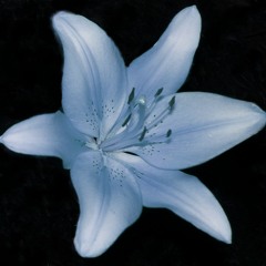 bulb- sign and return