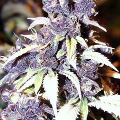 Blueberry ft. Ashton Martin