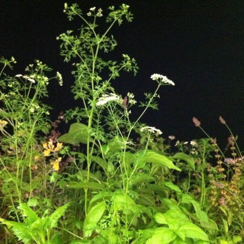01 i-smoke