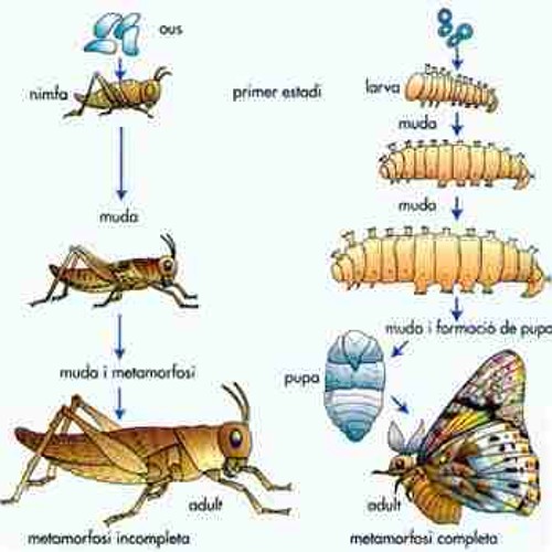 Stream LA METAMORFOSIS DE LOS INSECTOS. 2 by Jacqueline-Maidana ...