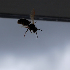 Wasp In The Window