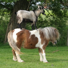 Sound OF NOIZE!(JUICE MIXXX)